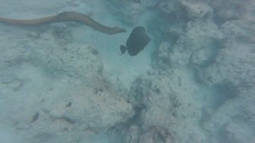 gopr2570-0001-0001